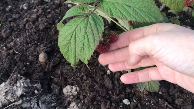 На даче в начале октября. Сажаем яблоню Пионерку, виноград Левокумский и малину 2 сорта. смотреть онлайн