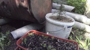 Выращивание голубой ели из семян | 2 года после посадки