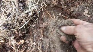 Актинидия - заготовка почвосмеси .