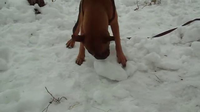 Собака боксёр расправляется с детскими снежными замками :-) смотреть онлайн