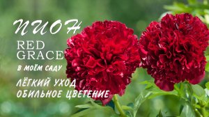 Пион Red Grace в моём саду. Пышное цветение и минимальный уход