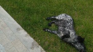 Собака балдеет, после фонтана!