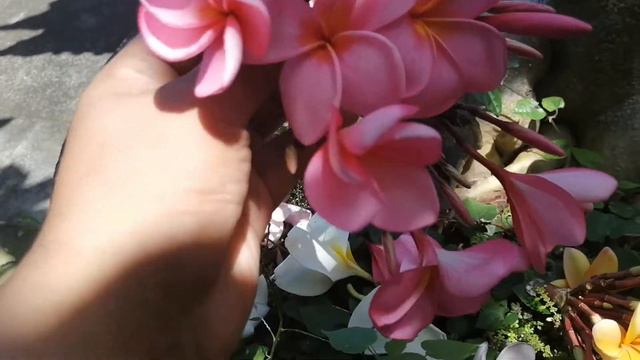 Pink bali plumeria смотреть онлайн