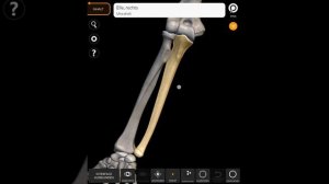 Анатомия свободной части верхней конечности с Michelle-Elisabèthe✨