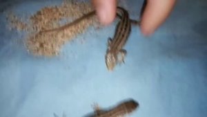 Как определить пол у прытких ящерицах!