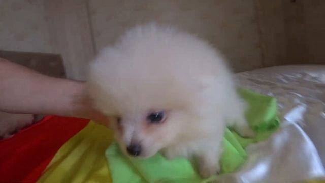 Как изменились девочки померанского шпица за 2 месяца? смотреть онлайн