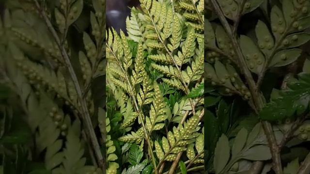 Why would you send a  flower arrangement with bug eggs on them??!!  But.. these arent bug eggs.