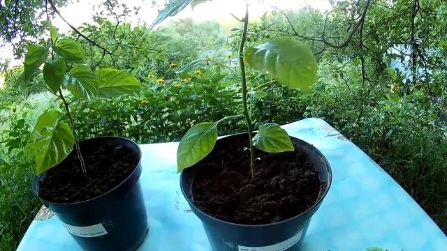 Удобрения и подкормки для сверх острых сортов перца