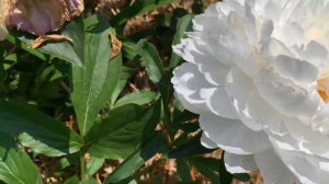 Crystal Dawn (Roy G. Klehm, USA, 2003) -  канал ЮТУБ :  ПІВОНІЇ - ВСЕ ПРО НИХ