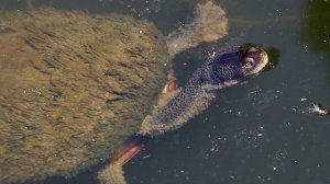 12 Most UNUSUAL Turtles