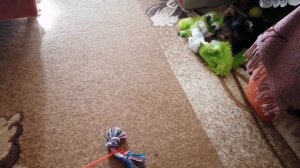 Окрас щенка йоркширского терьера