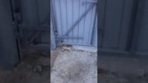 ФИКСАТОР ВОРОТ ИЛИ КАЛИТОК