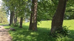 Славный город Чухлома. Лето 2023. Среда-рыночный день