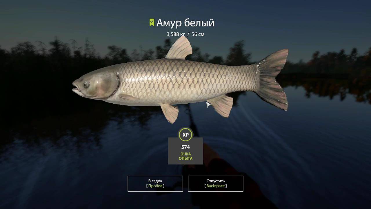 Амур Белый | РУССКАЯ РЫБАЛКА 4