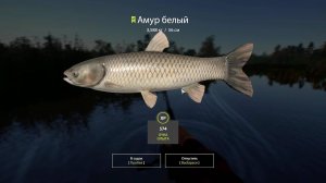 Амур Белый | РУССКАЯ РЫБАЛКА 4
