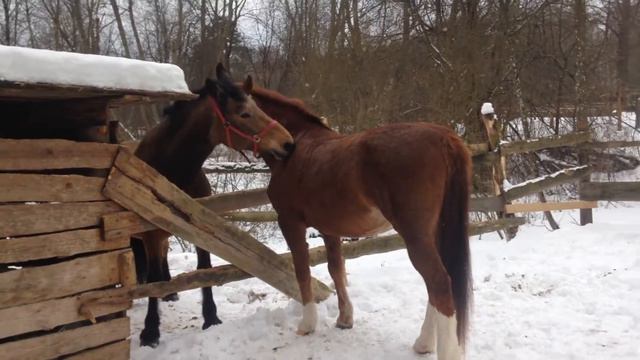 Капитель и Мишель смотреть онлайн