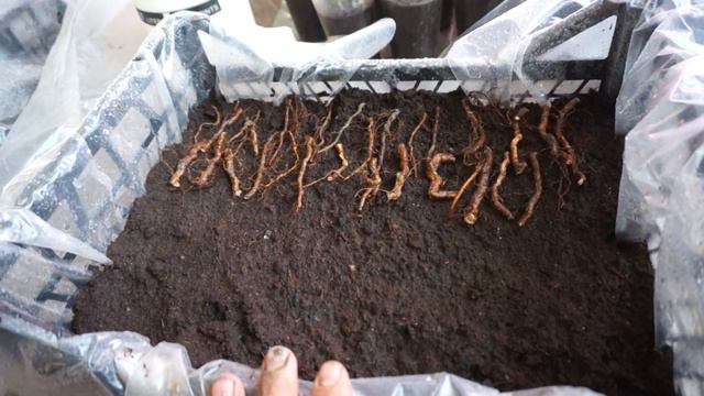 Ежевика прайм арк тревелер смотреть онлайн