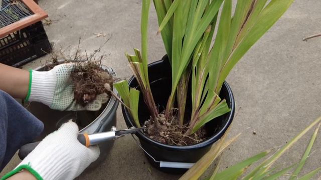 Harvesting & Storing GLADIOLUS corms over the winter | Zone 6a, Missouri смотреть онлайн