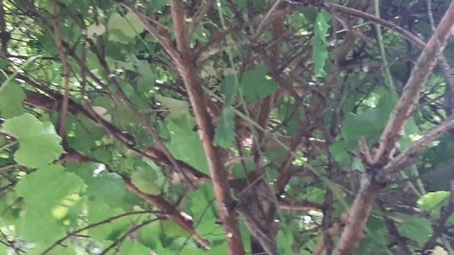 Виноград Амурский черный,дикий, лечебный купите саженцы в питомнике Москве. смотреть онлайн