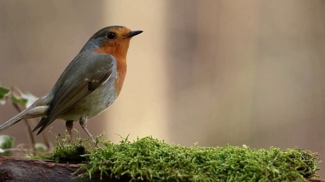 УЛЬТРАРАССЛАБЛЯЮЩАЯ МУЗЫКА Успокаивает разум. Музыка для сна, души и тела смотреть онлайн