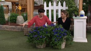 Cottage Farms 3-Piece Sapphire Indigo Groundcover Clematis on QVC