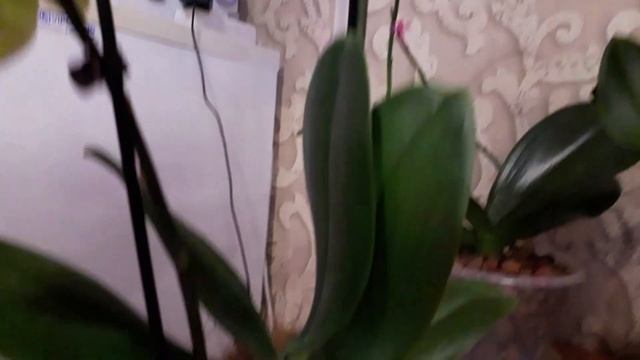 Орхидея с открытыми корнями,полив эксперементальной орхидеи