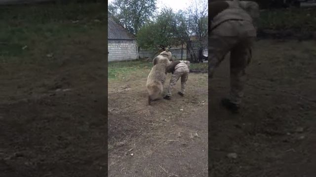 Мы не только с лошадьми умеем дружить, но и с медведями тоже. Настоящая дружба Чеченца с Медведем. смотреть онлайн