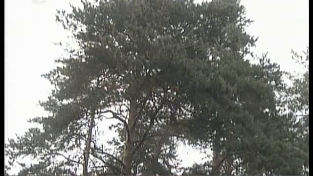 Сухостой из городского бора пойдет на новые беседки и скамейки смотреть онлайн