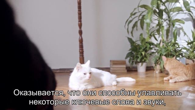 Как кошки понимают человеческую речь?