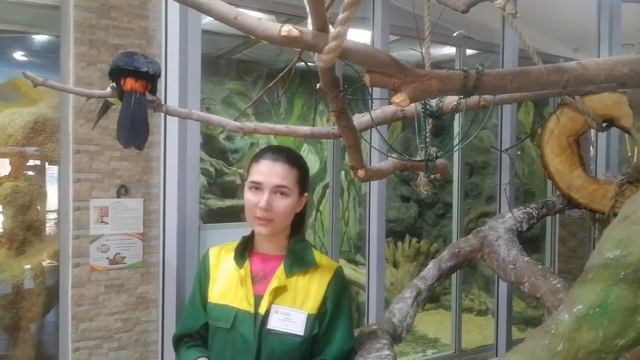 Тукан черноклювый Ярославского зоопарка смотреть онлайн