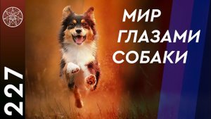 #227 Вопросы кинологии. Как защититься от нападения собак? Кармические последствия убийства животных