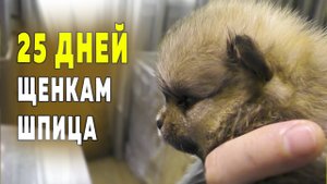 Щенкам шпица 25 дней. Какого окраса и роста будут щенки. Купили сучье молоко для собак. Шпицы играют
