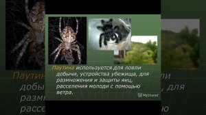 Какие бывают пауки?
