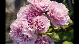Rose Fragrance King Terrazza 芳香王陽台 and Libellula 蜻蜓 Vlog 10 24 2023