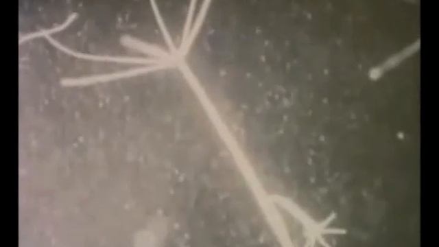 Почкование гидры смотреть онлайн