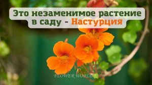 Это незаменимое растение в саду - Настурция☘?