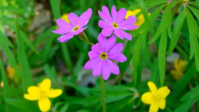 Цветы Хакасии матерям смотреть онлайн