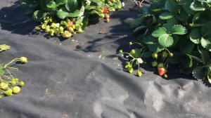 Ремонтантный сорт земляники садовой--ЕЛИЗАВЕТА 2.