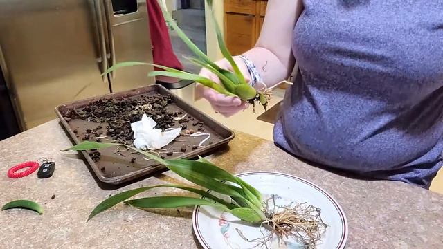 ORCHID CARE FOR BEGINNERS, REPOTTING ORCHIDS, KALAPANA ORCHIDS, July 16 2020 смотреть онлайн