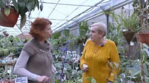 Хойя (восковой плющ)