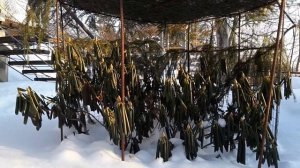 Как укрыть рододендрон на зиму