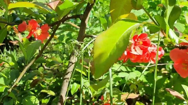 Сад, теплица, огород, бахча. С утра всех запрягла и бездельничаю. Что цветёт в июне? смотреть онлайн