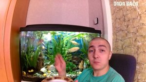 Кормление рыбок! Как правильно кормить аквариумных рыбок сухим кормом! Кормление аквариумных рыбок.