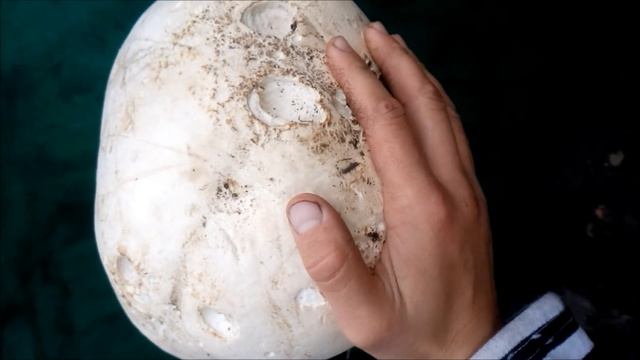 Шокирующая находка. Гигантский гриб "Головач гигантский".