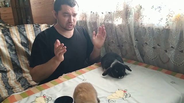 Как отличить декоративного кролика от обычного мясного?