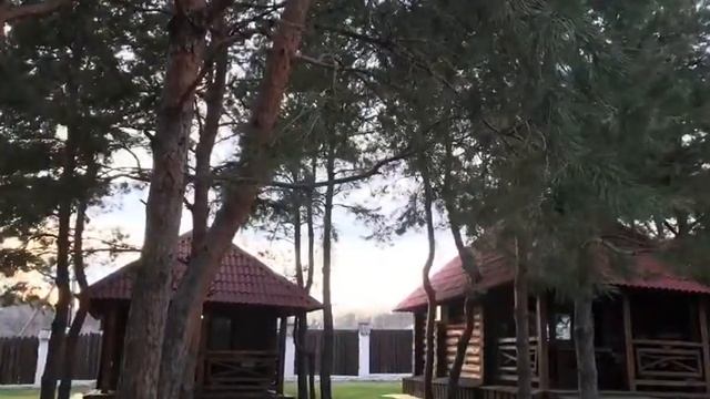 Сосновый бор в Волгограде смотреть онлайн