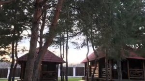 Сосновый  бор в Волгограде