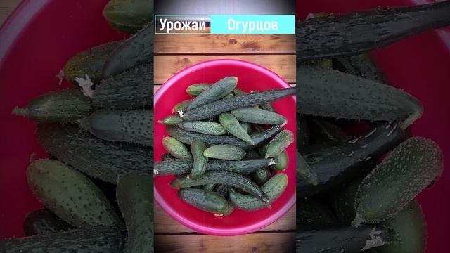 Урожай огурцов?