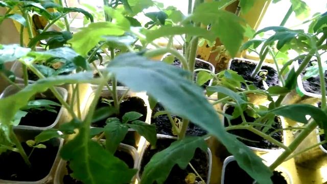 Нужна ли подкормка томатам в стадии рассады? И чем можно ее подкормить? смотреть онлайн