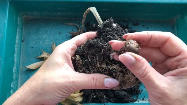 Аморфофаллус засох, что я делаю в таком случае. смотреть онлайн